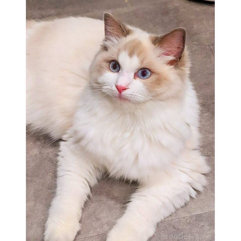 ミラーナちゃん1枚目